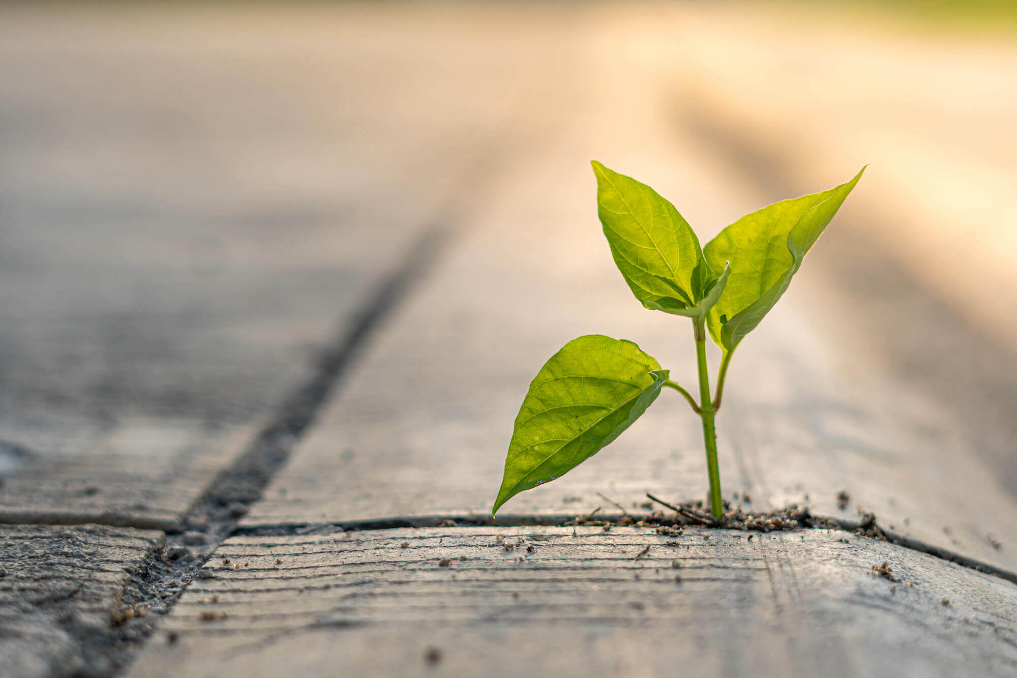 5. 学習の効果を信じる